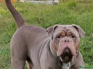 Olde English Bulldogge dogs Olde English Bulldog stud proven fluffy carrier - Advert 1