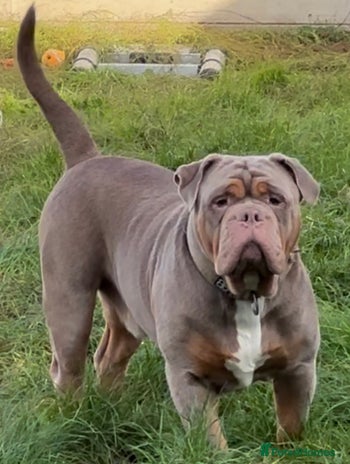 Olde English Bulldogge dogs Olde English Bulldog stud proven fluffy carrier - Advert 1
