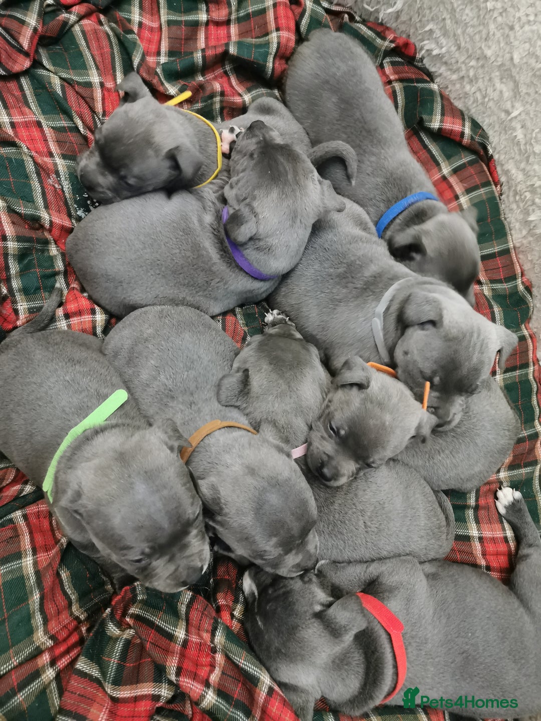 Staffordshire Bull Terrier dogs for sale: Staffordshire Bull Terrier puppies for sale  - Advert 30