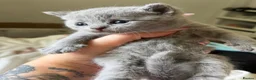 British Shorthair cats for sale: British blue Kittens  - Advert 25