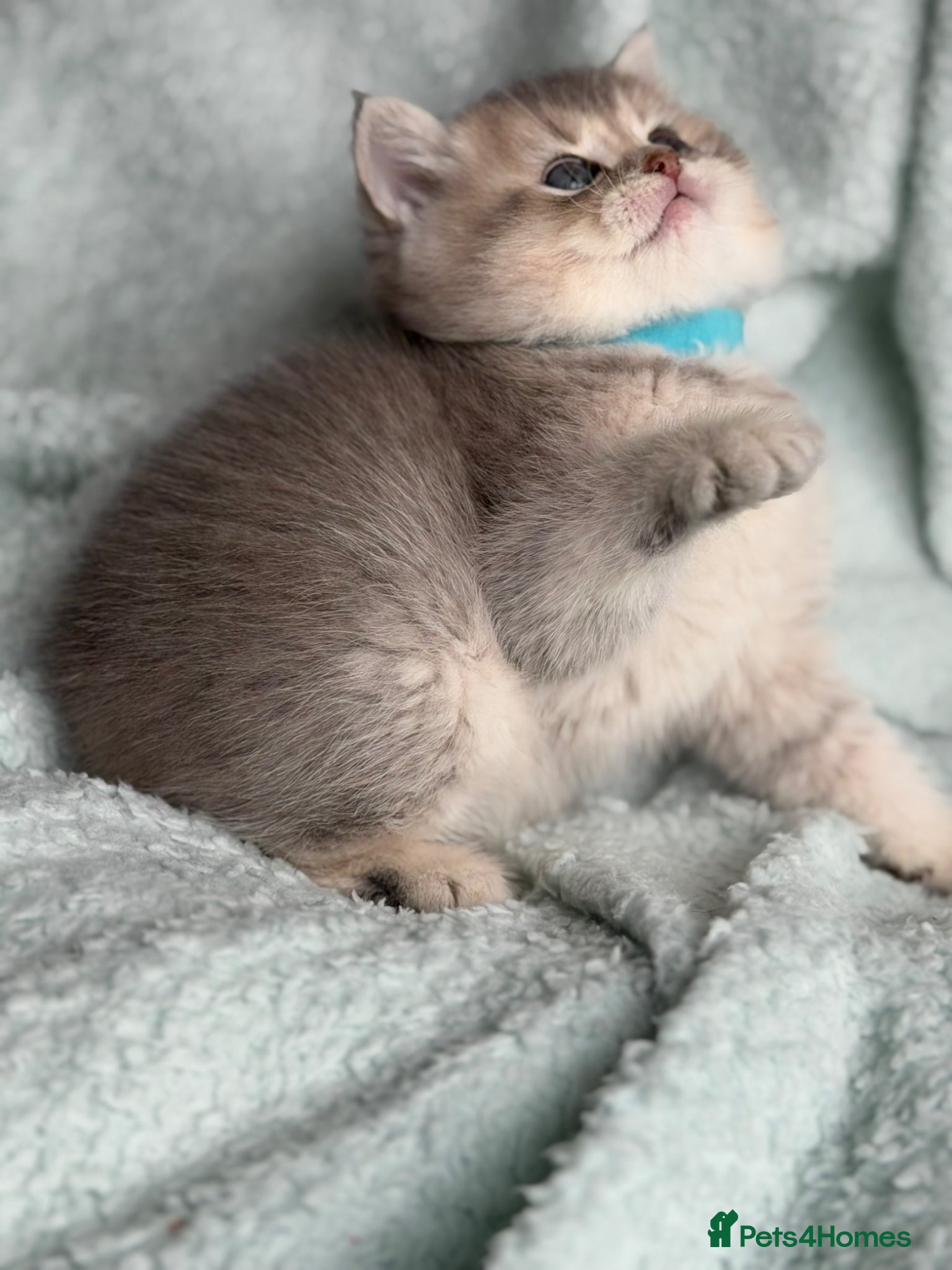 British Longhair cats British Longhair/ shorthair adorable kittens  - Advert 2