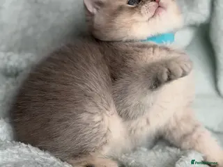 British Longhair cats British Longhair/ shorthair adorable kittens - Advert 2