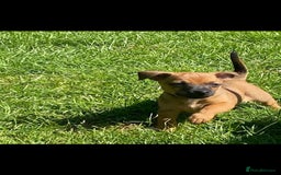 Jack Russell dogs for sale: Jack Russell puppies  - Image 2