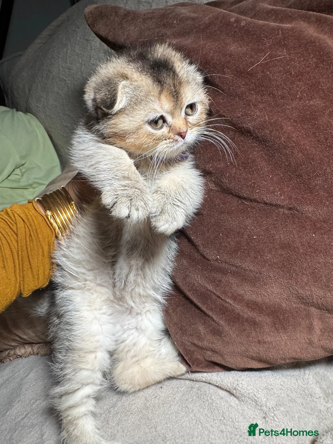 Scottish Fold cats for sale: Scottish fold and British shorthair kittens - Advert 1
