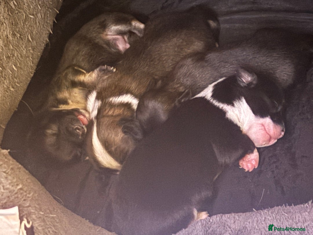 Chihuahua dogs for sale: Lovely long haired Chihuahua  - Advert 5