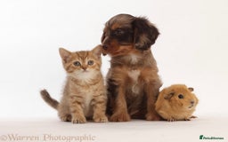 British Shorthair cats for sale: Stunning British shorthair - Image 20