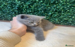 British Shorthair cats for sale: 💕British Shorthair Blue Kittens💕 - Image 11