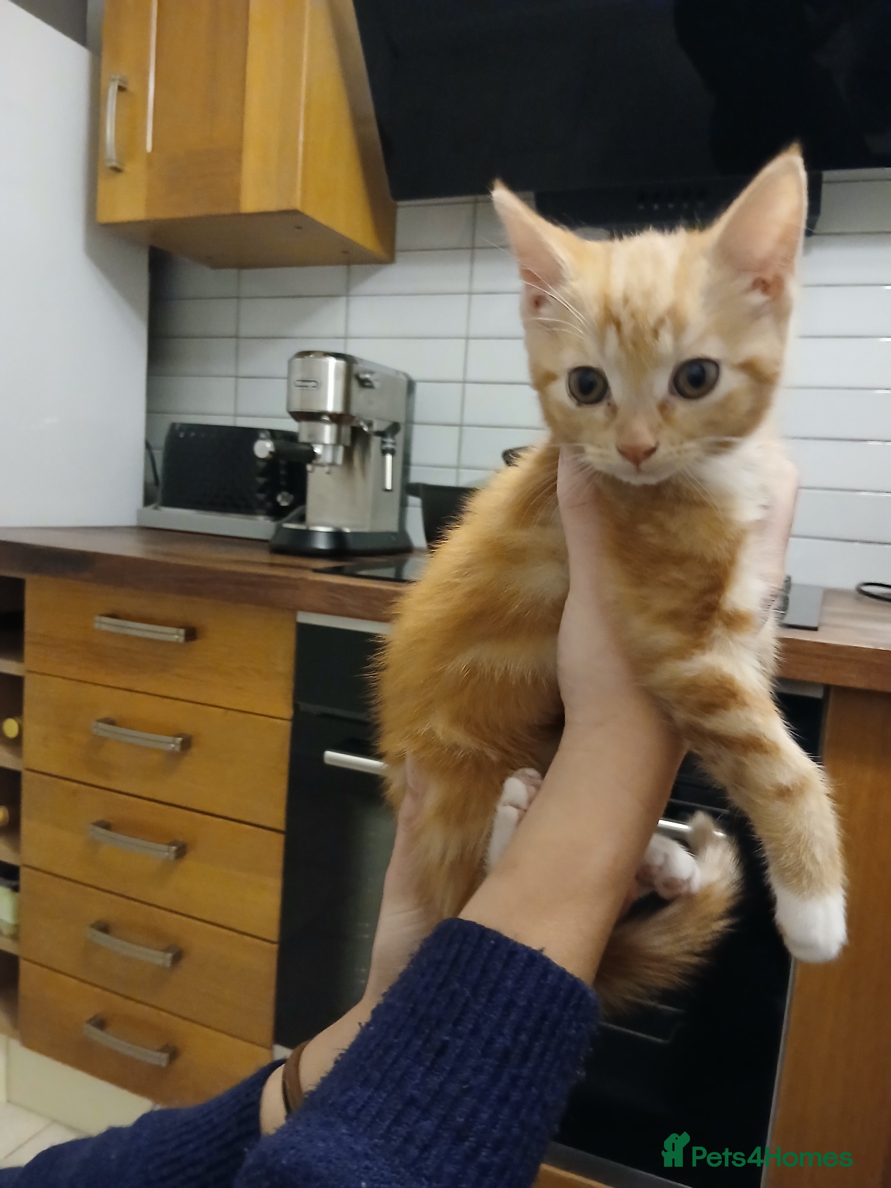 Oriental cats Oriental xxx - Advert 1