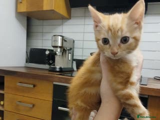 Oriental cats Oriental xxx - Advert 12