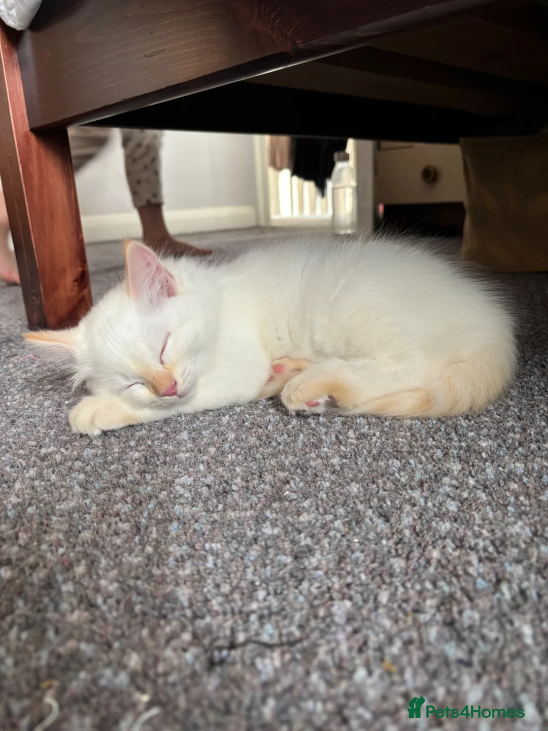 Ragdoll cats for sale: Cute ragdoll kitten for sale💕 - Advert 1