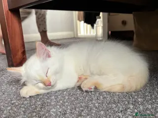 Ragdoll cats Cute ragdoll kitten for sale💕 - Advert 1