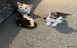 Domestic Shorthair cats for sale: Beautiful kittens - Image 3