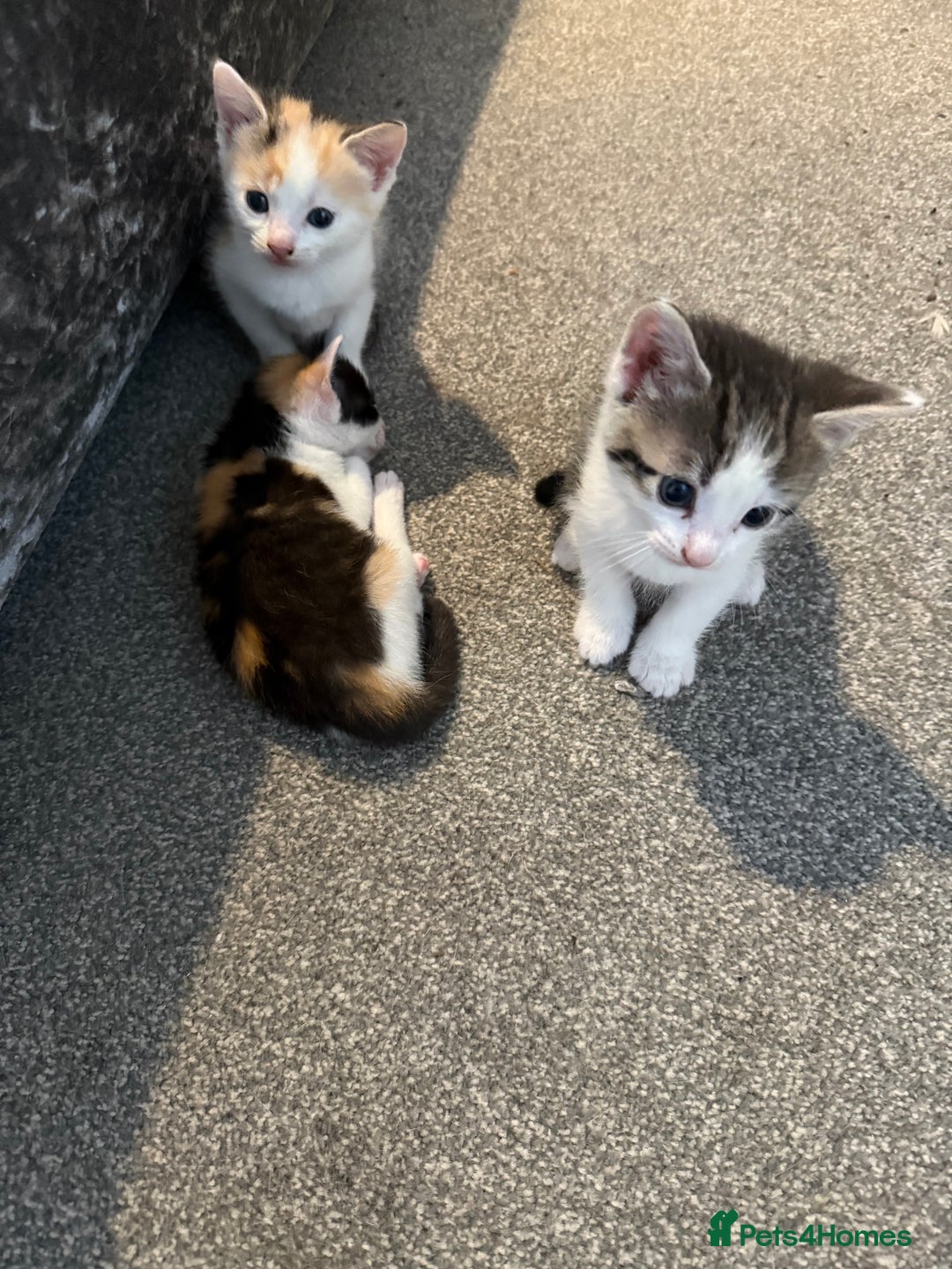 Domestic Shorthair cats for sale: Beautiful kittens - Image 3