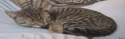 Mixed Breed cats for sale: Tabby girl kitten - Advert 3