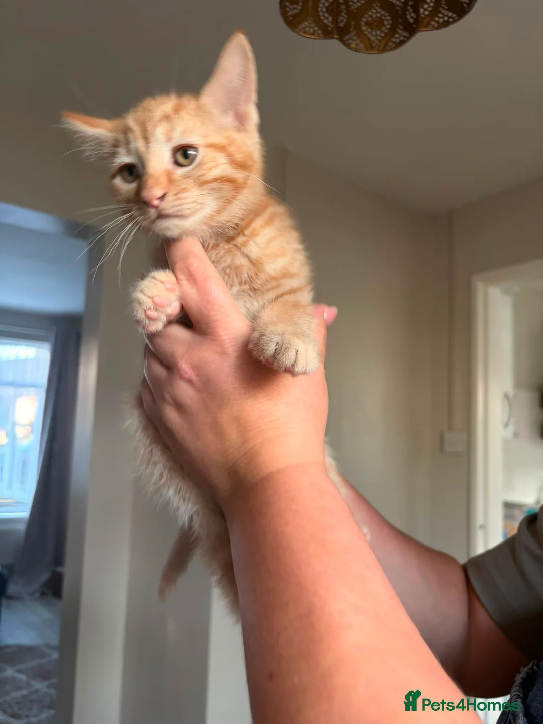 Mixed Breed cats for sale: 2 Ginger kittens ready to leave!  - Advert 2