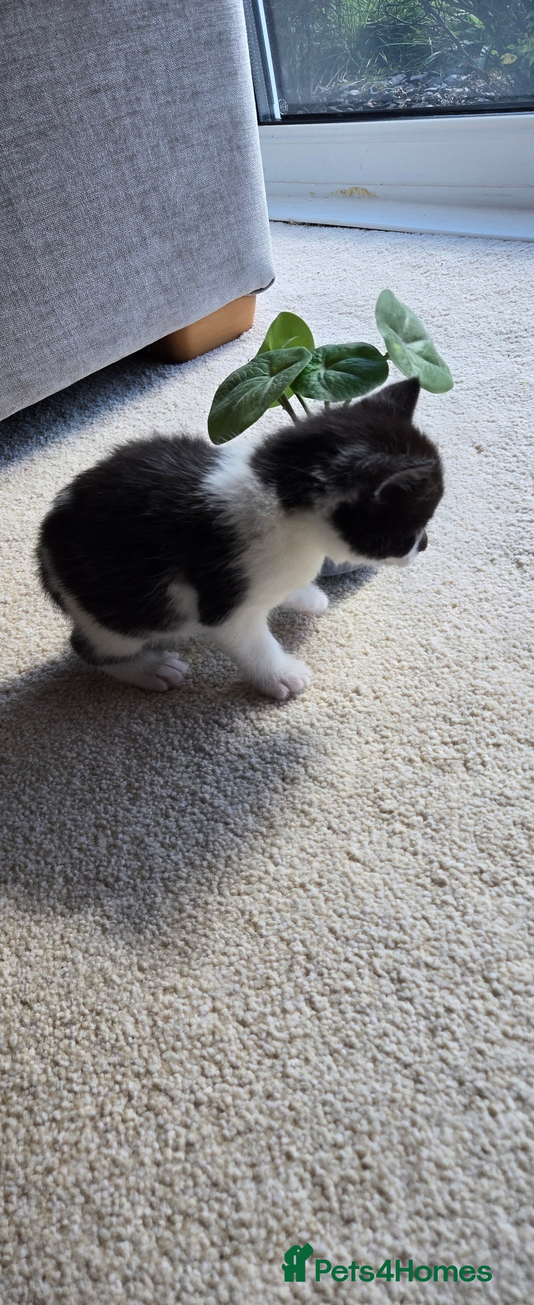 Mixed Breed cats for sale: Adorable Black & White Kittens - Image 17