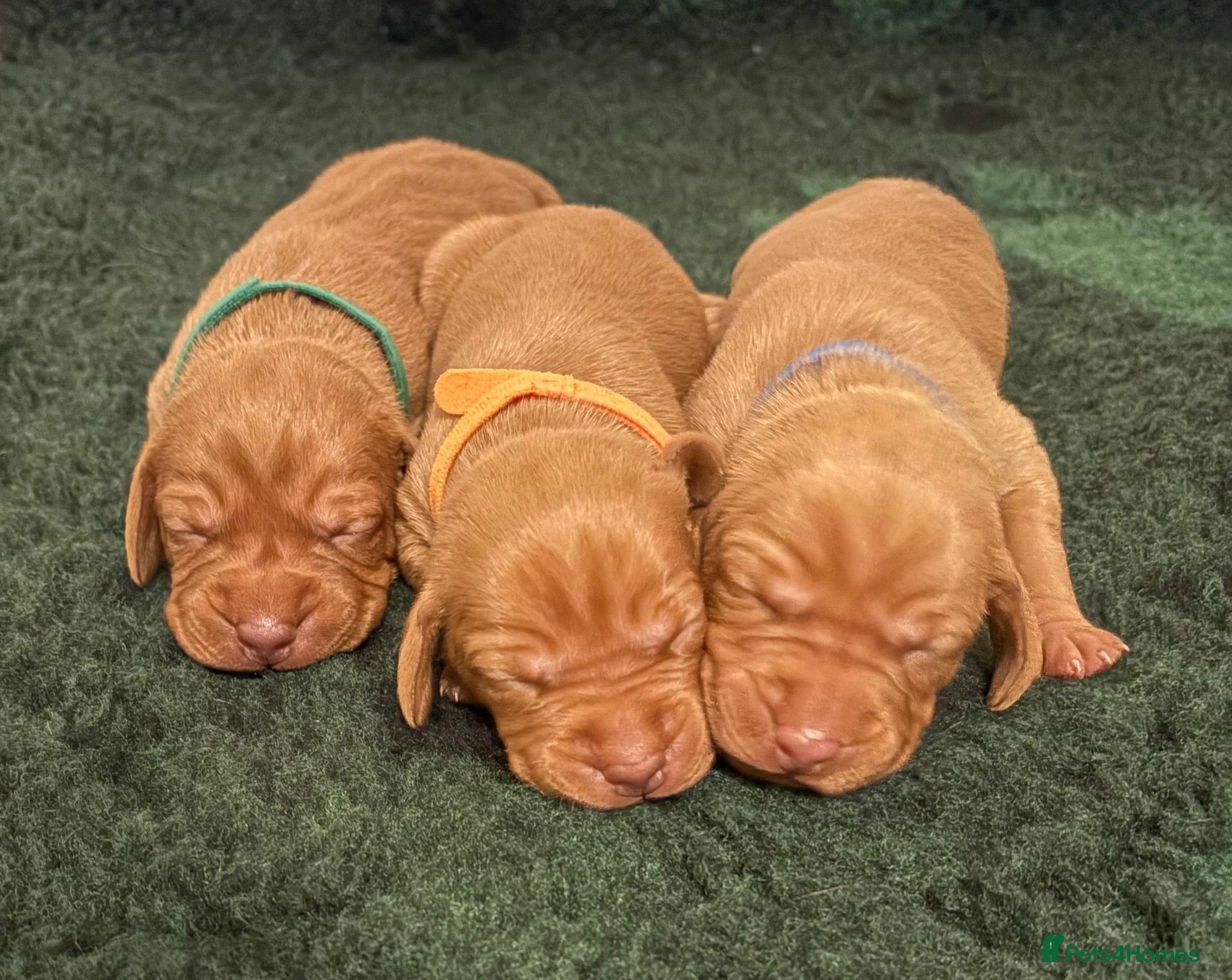 Hungarian Vizsla dogs Outstanding KC Registered Hungarian Vizsla Puppies - Advert 2