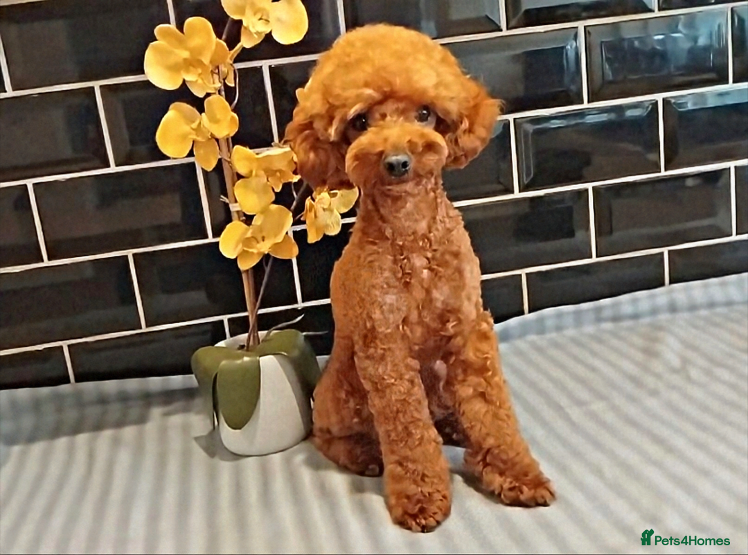 Toy Poodle dogs for stud: Red Toy Poodle STUD - Health tested clear  - Image 9