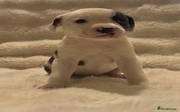 Mixed Breed dogs for sale: Staffy cross Cane corso  - Image 5