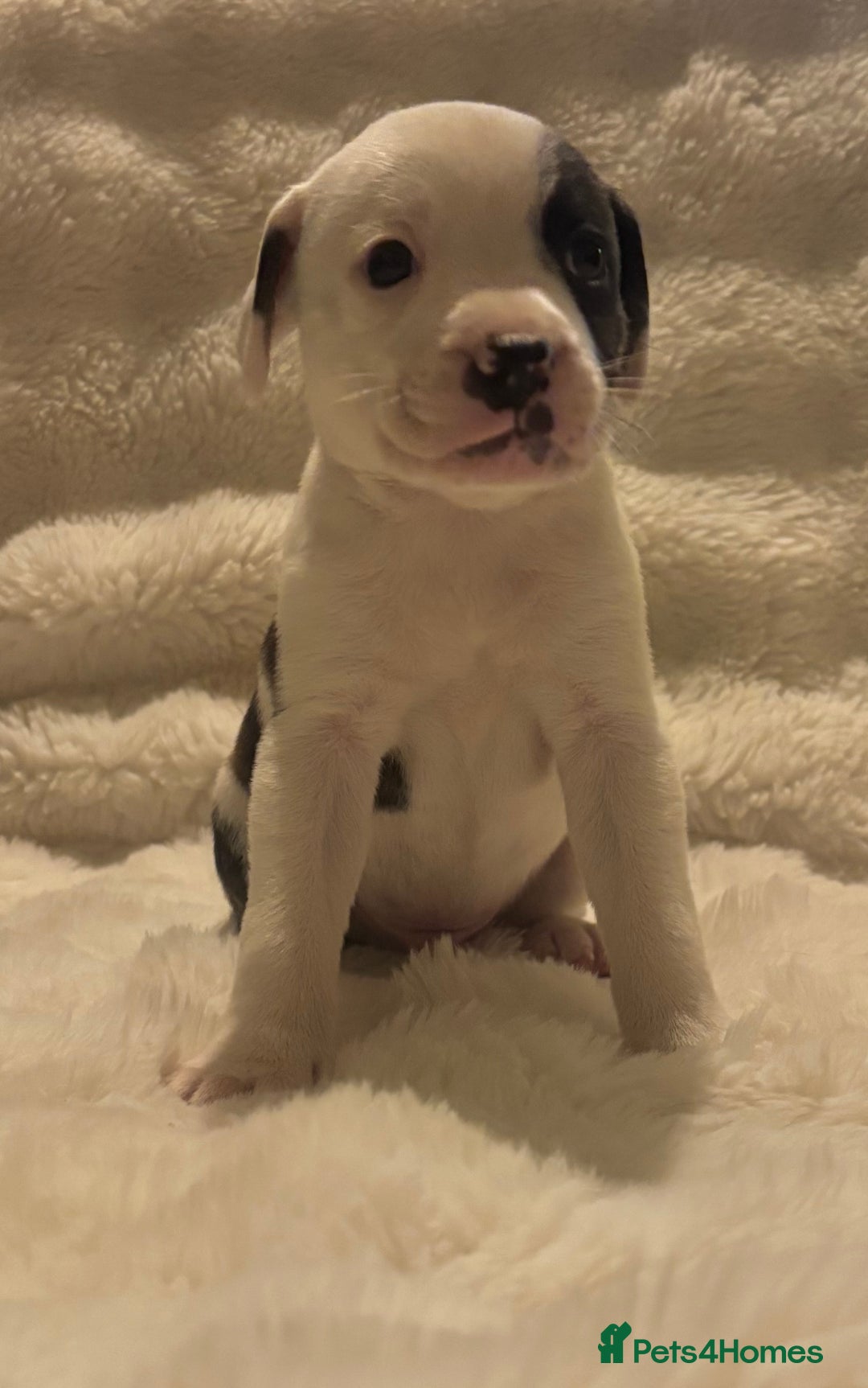 Mixed Breed dogs for sale: Staffy cross Cane corso  - Image 5