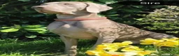 Weimaraner dogs for sale: Stunning pedigree pups-London, due on 24 July - Advert 18