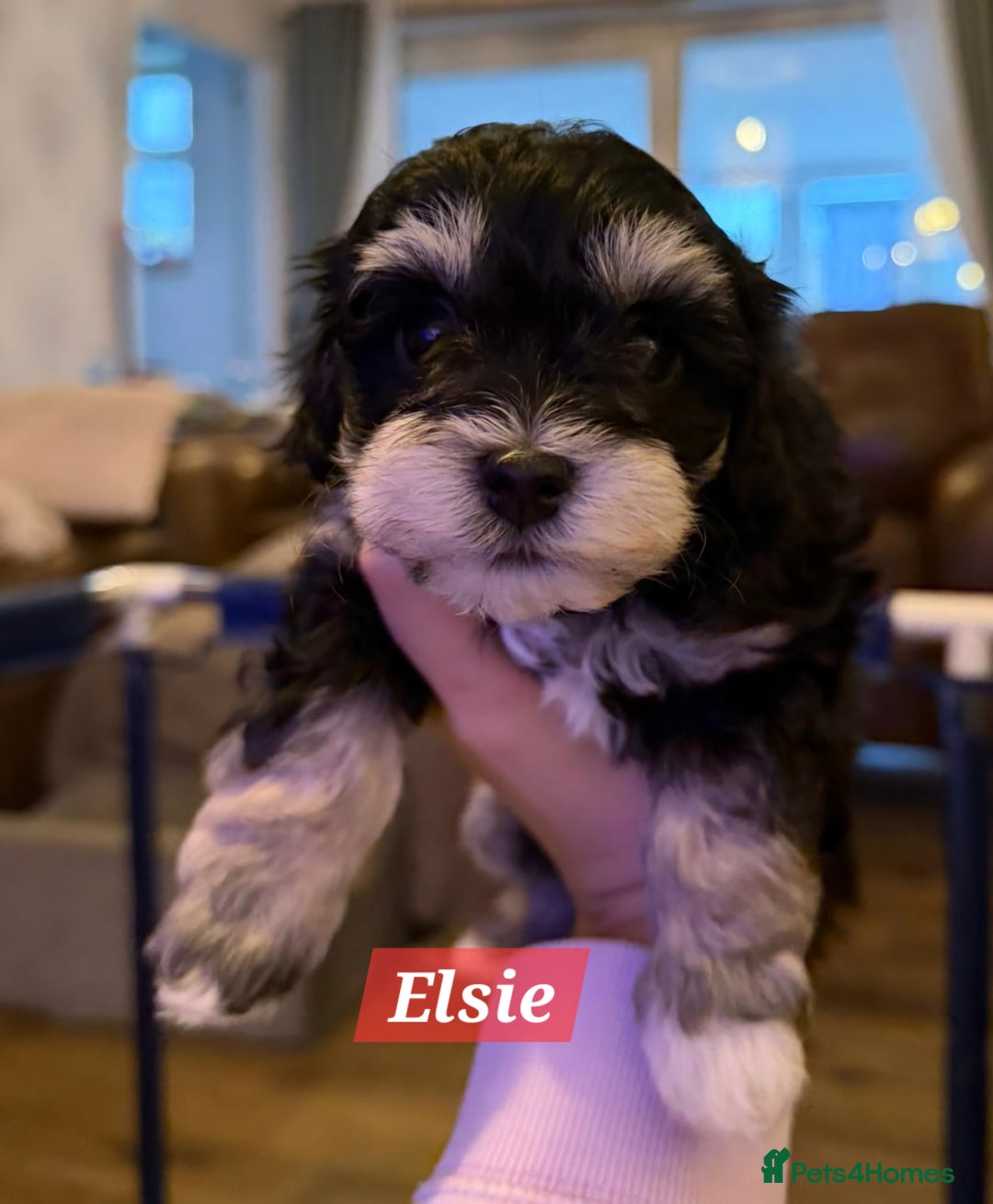 Maltipoo dogs for sale: Multipoo - Advert 33
