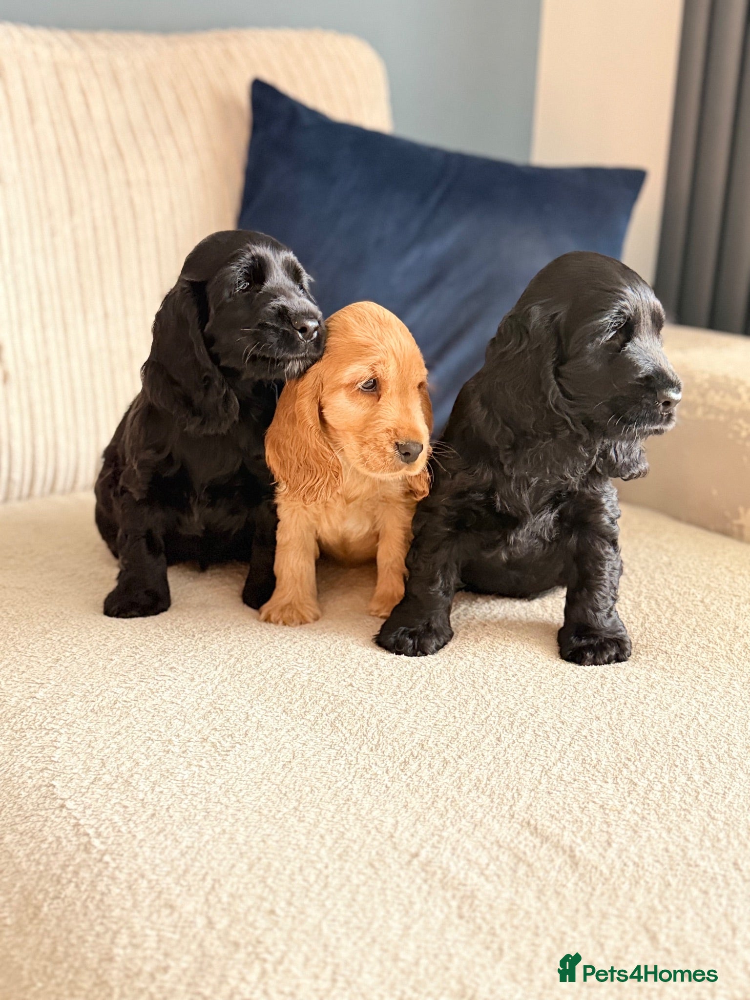 Cocker Spaniel dogs Show cocker spaniel  - Advert 1
