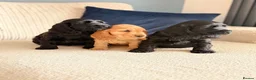 Cocker Spaniel dogs for sale: 🐾 1 LITTLE BOY LEFT KC Registered Show Cocker 🐾  - Advert 6