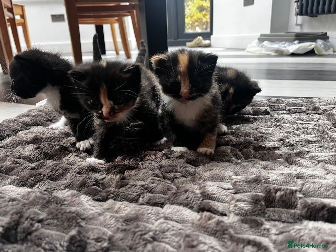 Ragdoll cats for sale: 4 Beautiful Fluffy Ragdoll Cross Kittens  - Image 6