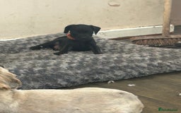 Patterdale Terrier dogs for sale: 7 beautiful Patterdale pups - Image 2