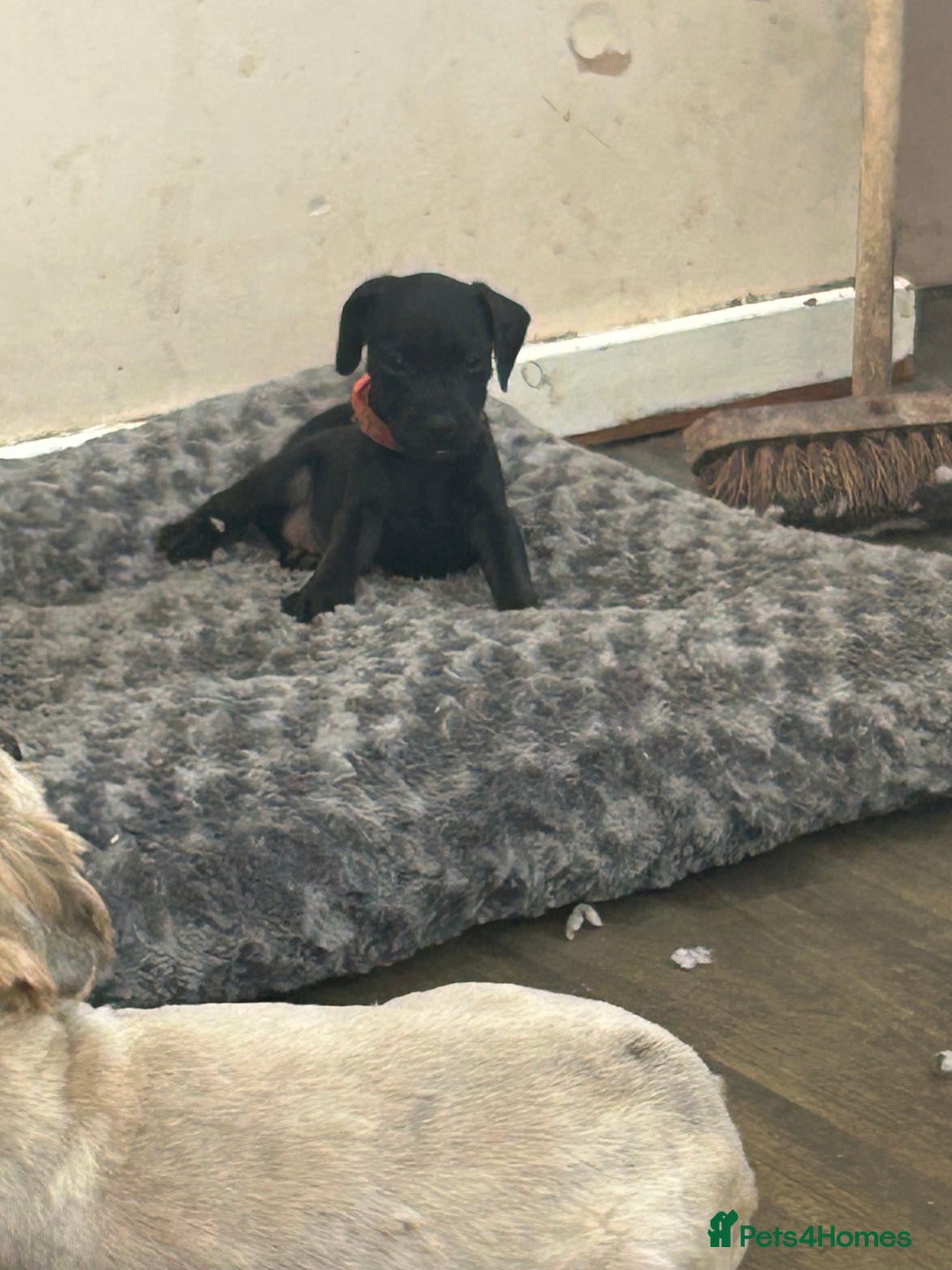 Patterdale Terrier dogs for sale: 7 beautiful Patterdale pups - Image 2
