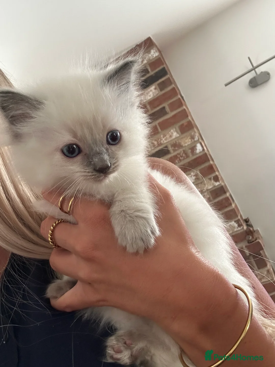 Ragdoll cats for sale: Beautiful Cuddly Purebred Kittens in Great Yarmouth - Advert 21