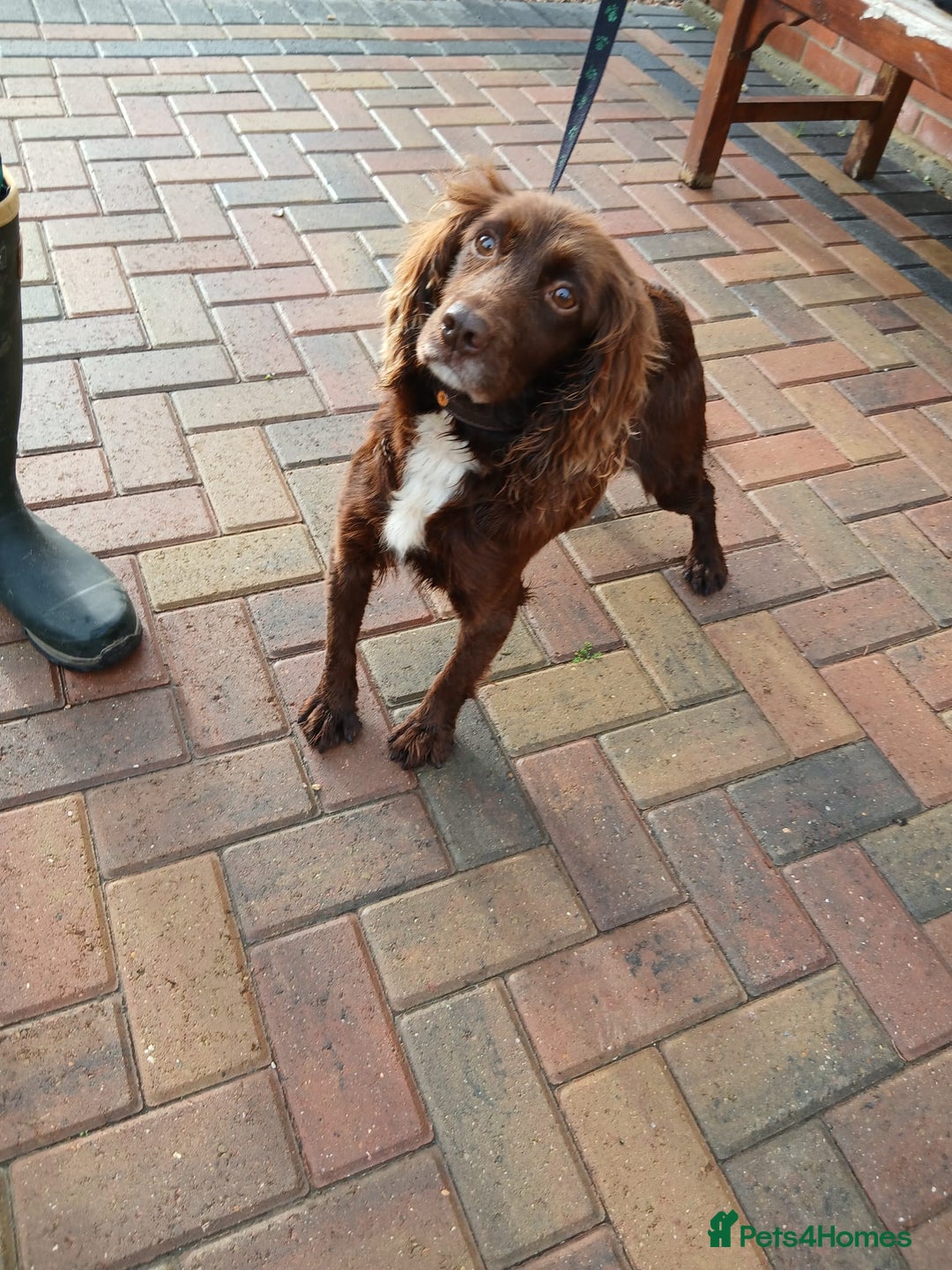 Cocker Spaniel dogs for sale: 2 beautiful cocker spaniel pups ready now - Advert 2