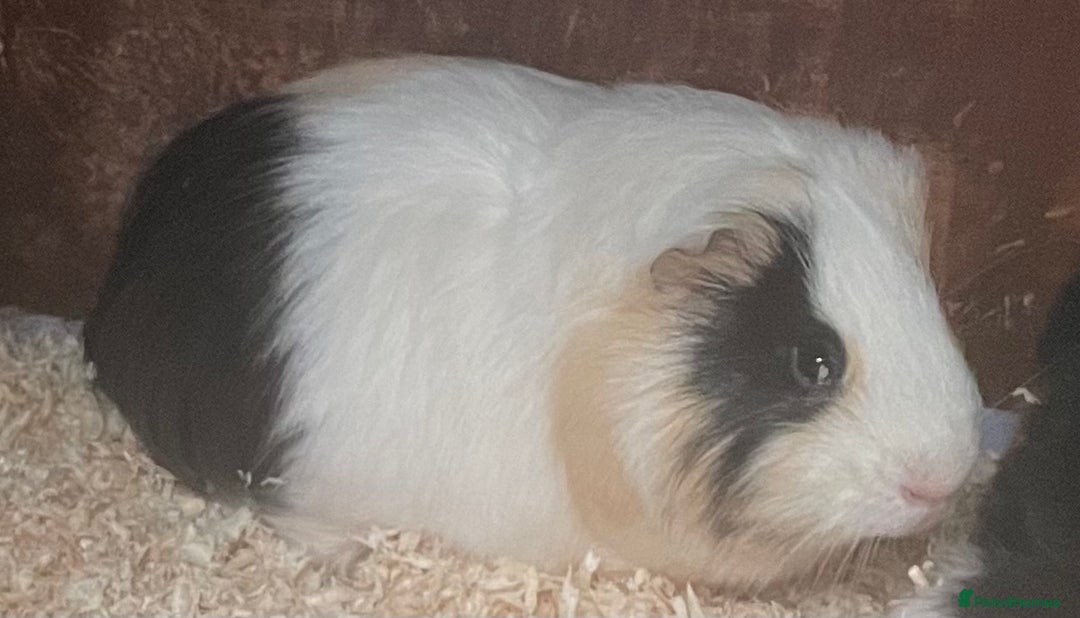 Guinea Pig rodents for sale: 2 bonded male guinea pigs - Advert 1