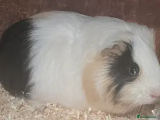 Guinea Pig rodents 2 bonded male guinea pigs - Advert 21