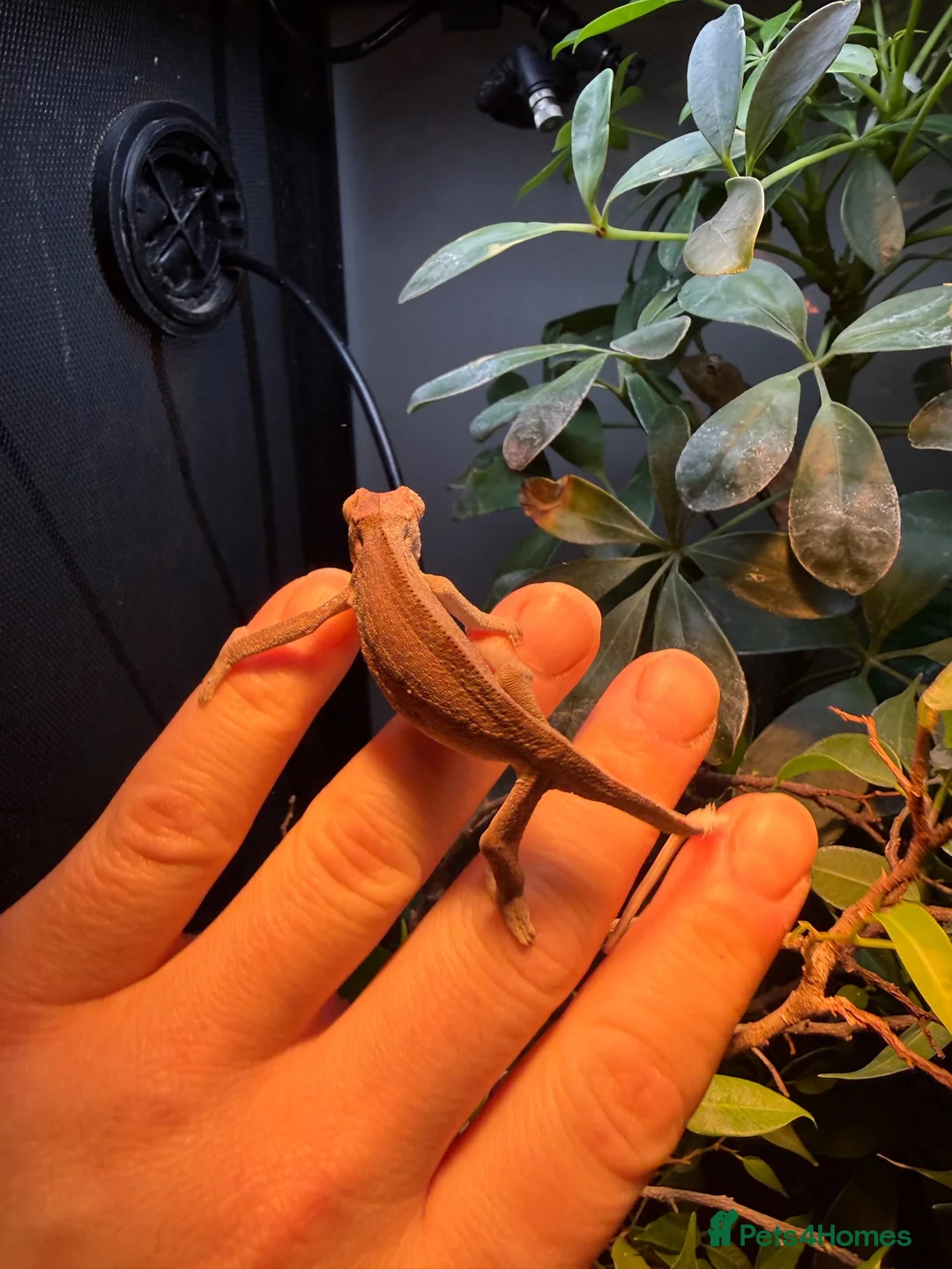 Chameleon reptiles for sale: Bluebar ambilobe male - Advert 5
