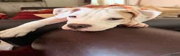 Alapaha Blue Blood Bulldog dogs for sale: Odie 6 month old pup - Advert 5