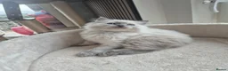 Ragdoll cats for sale: Beautiful ragdolls gccf and tica registered - Advert 33