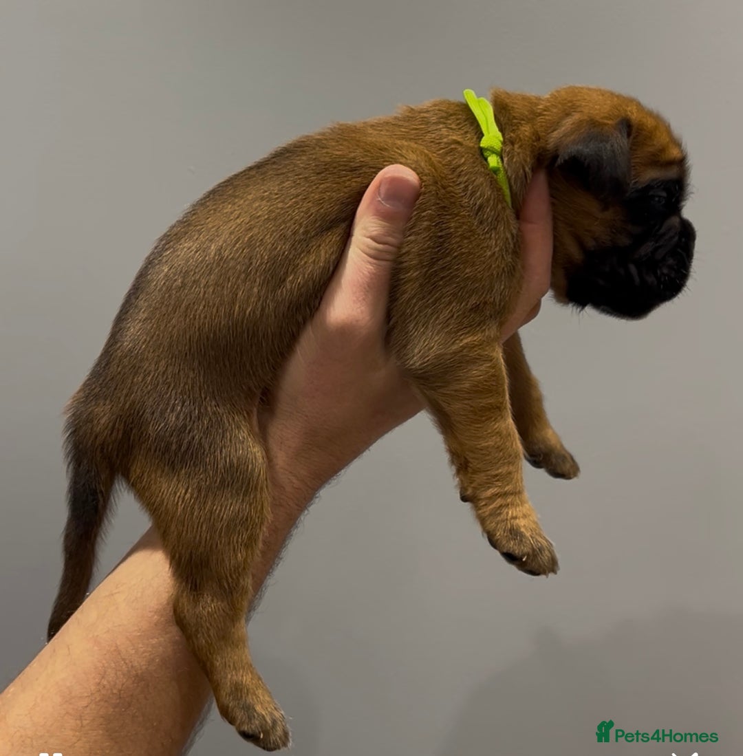 Boxer dogs for sale: 9 Beautiful Boxer Puppies - Pet Only  - Advert 21