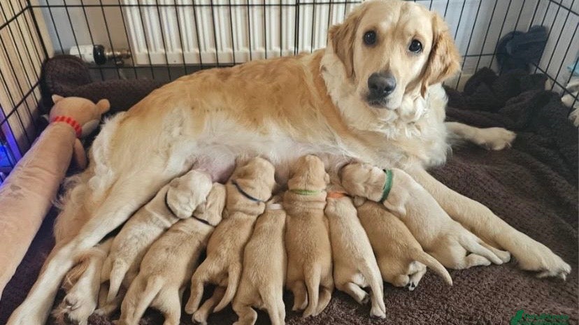 Golden Retriever dogs ✨chunky golden retriever puppies✨-amazing quality - Advert 5