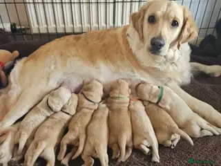 Golden Retriever dogs ✨chunky golden retriever puppies✨-amazing quality - Advert 5