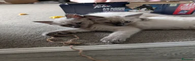 Ragdoll 4