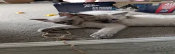 Ragdoll cats for sale: Ready to leave NOW discount price - Advert 26