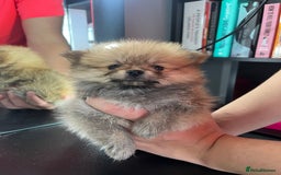 Pomeranian dogs for sale: 3 Stunning Poms - Image 9
