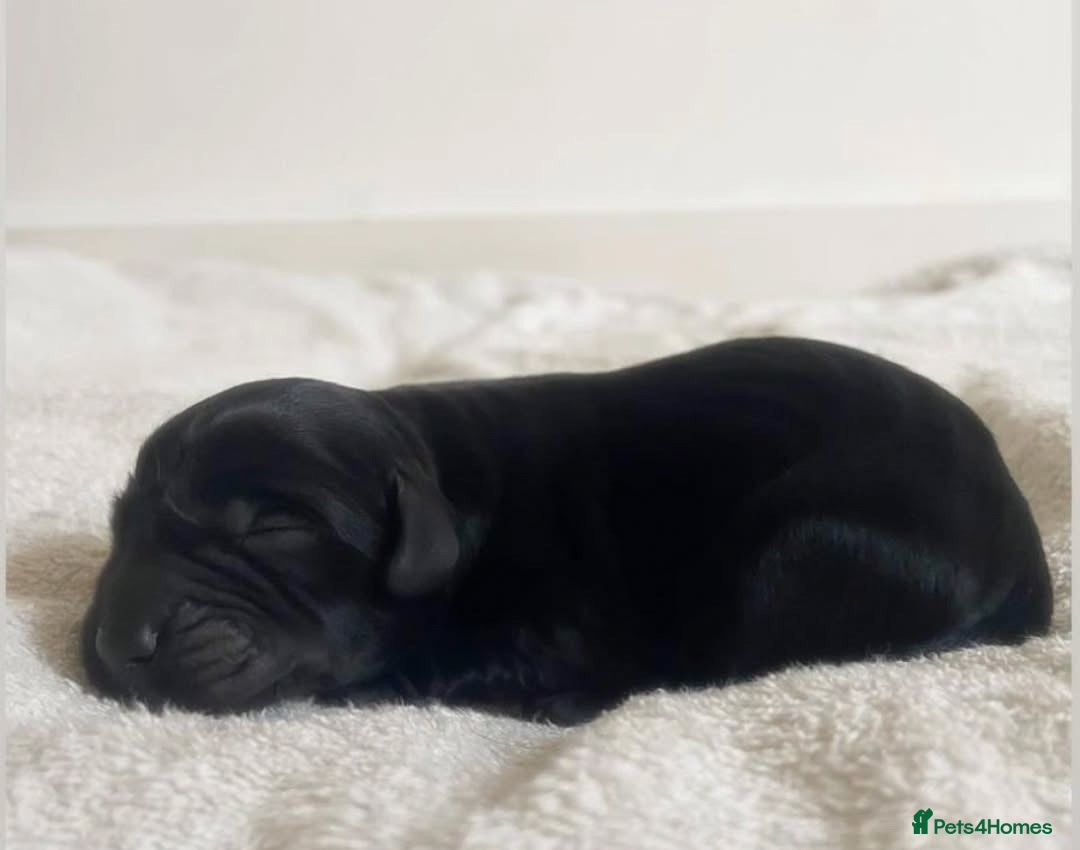 Cockerdor dogs for sale: Beautiful Female Cockador Puppy - Advert 8