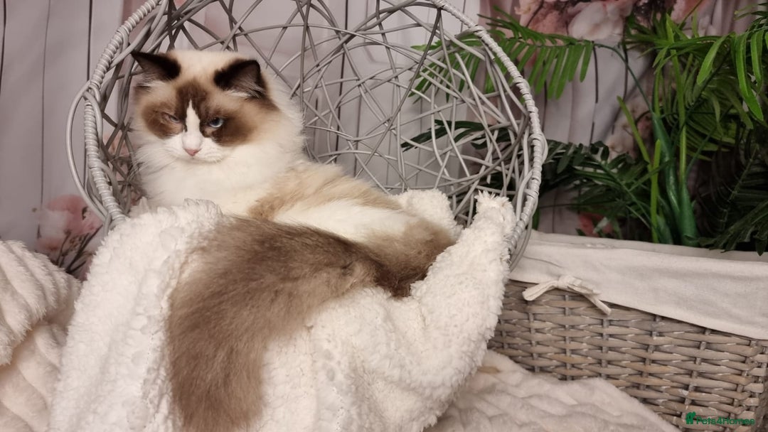 Ragdoll cats for sale: Quality Tica reg Ragdoll kittens  - Advert 31