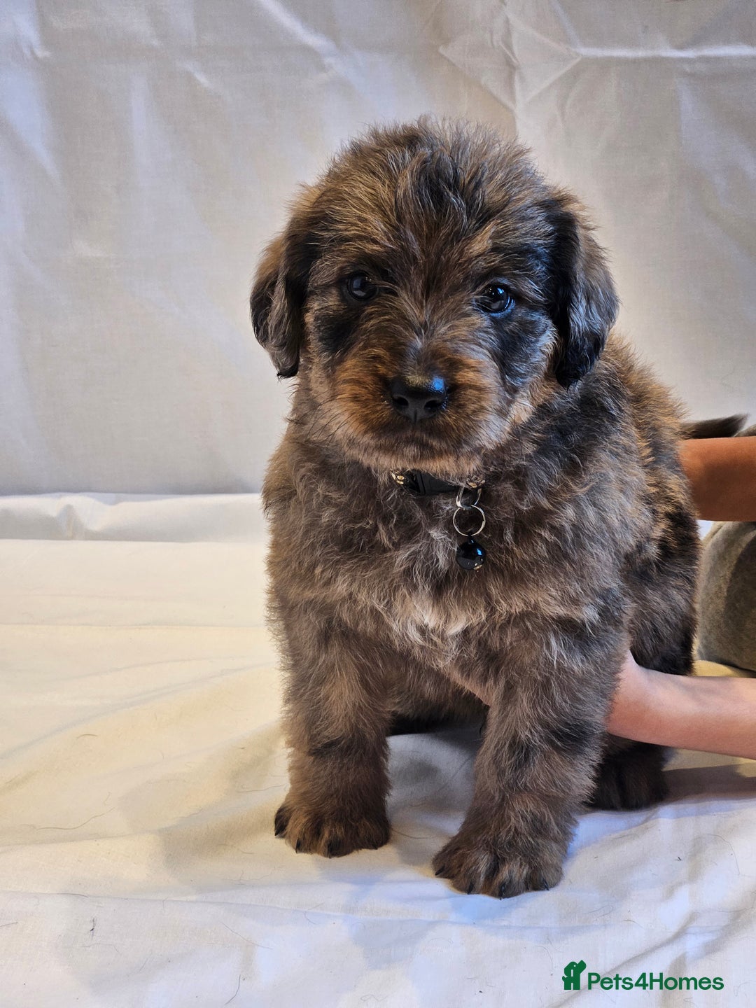 Mixed Breed dogs for sale: Rottweiler x poodle puppies ✨️ready now✨️ - Advert 8