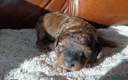 Cockapoo dogs for sale: Beautiful litter of cockapoos - Image 14