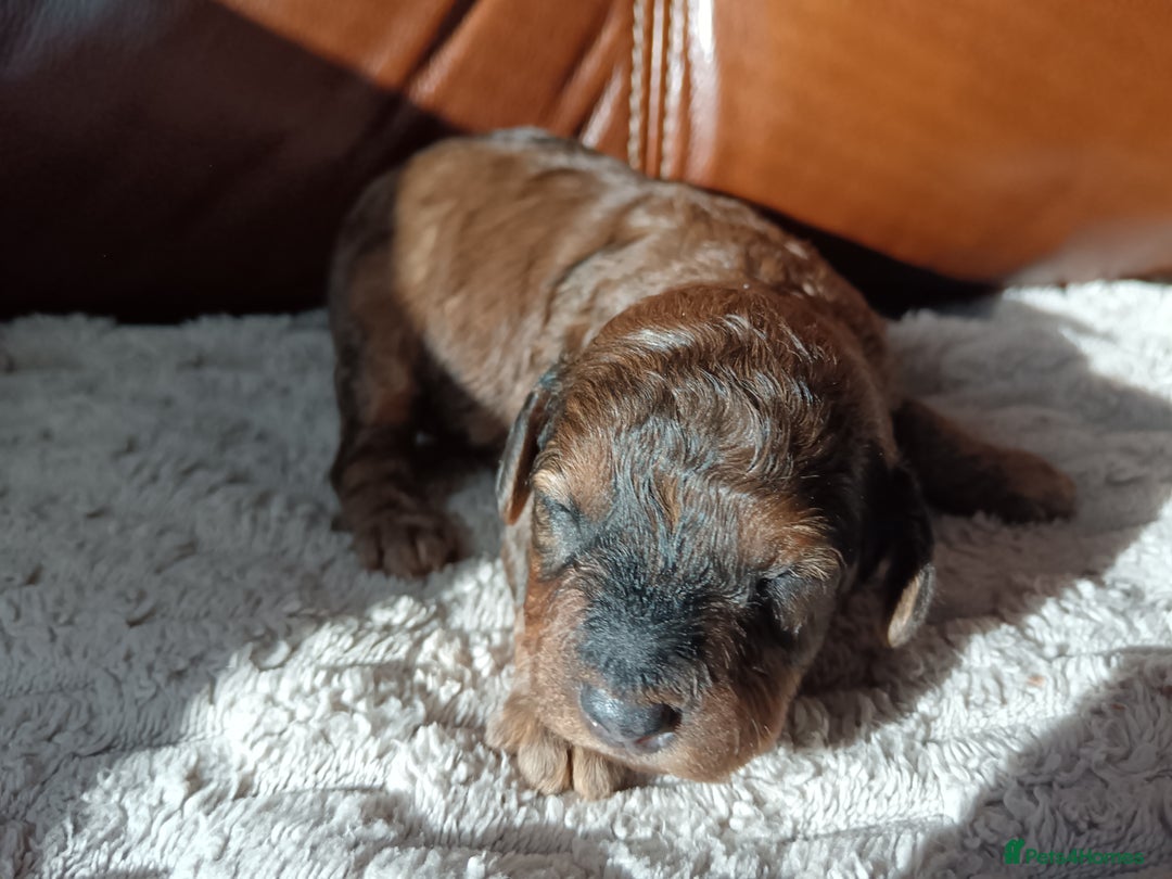 Cockapoo dogs for sale: Beautiful litter of cockapoos - Image 14