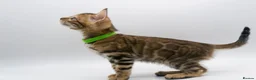 Bengal cats for sale: Stunning TICA Registered Bengal Kittens - Advert 26
